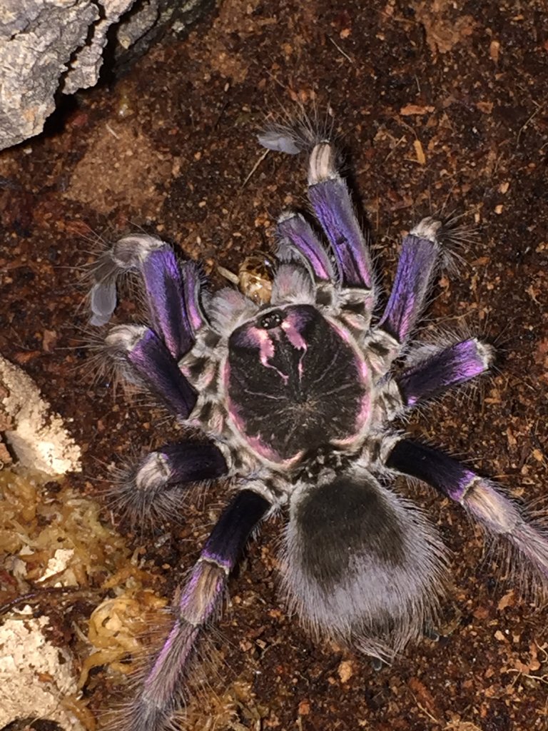 Pamphobeteus ultramarinus