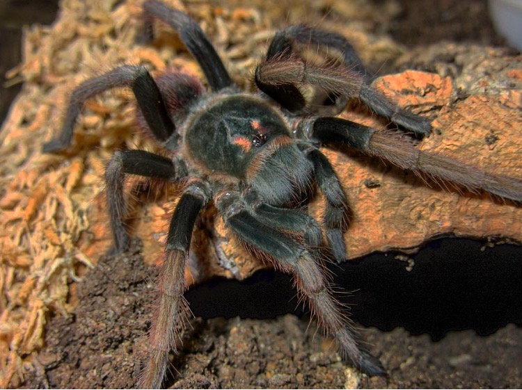 Pamphobeteus ultramarinus