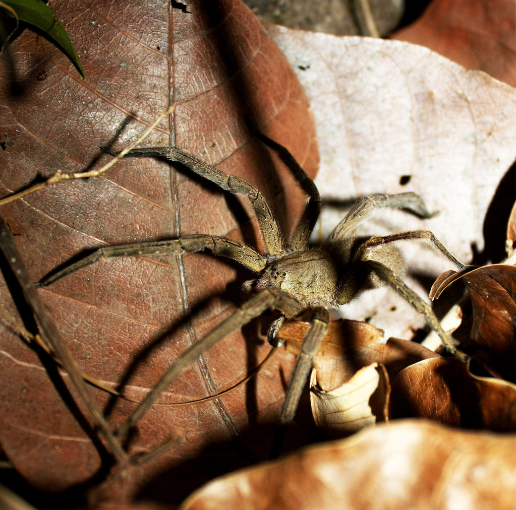 Panamanian spider