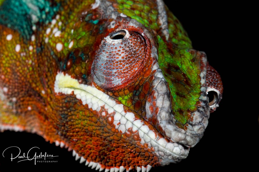 Panther Chameleon