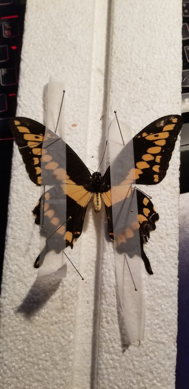 Papilio cresphontes