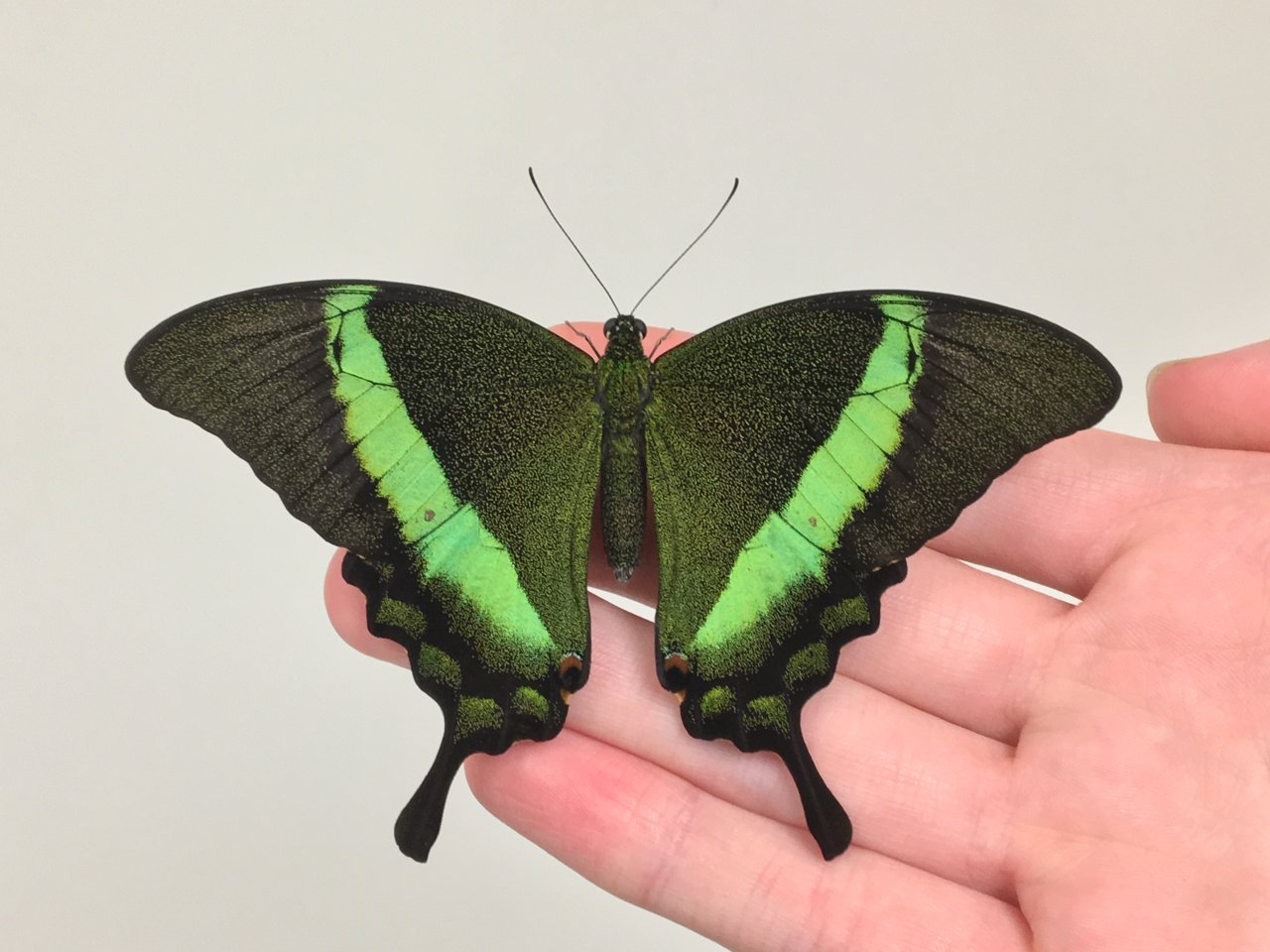 Papilio palinurus 2
