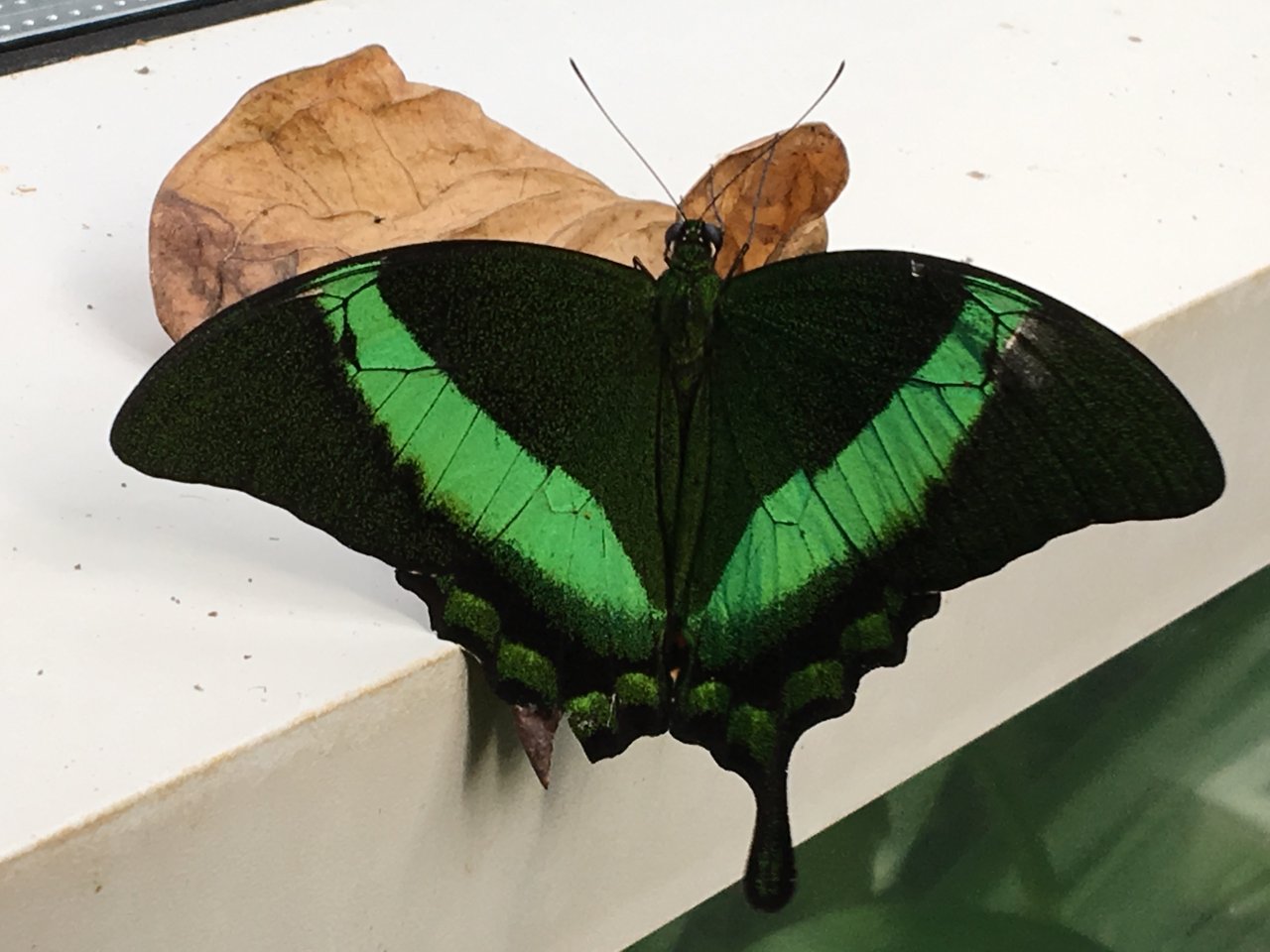 Papilio palinurus