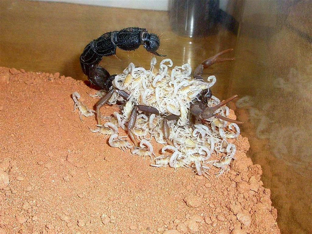 Parabuthus transvaalicus and clutch