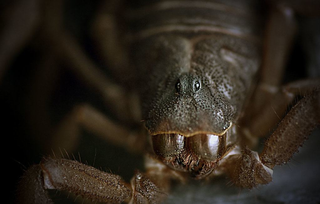 Parabuthus Transvaalicus