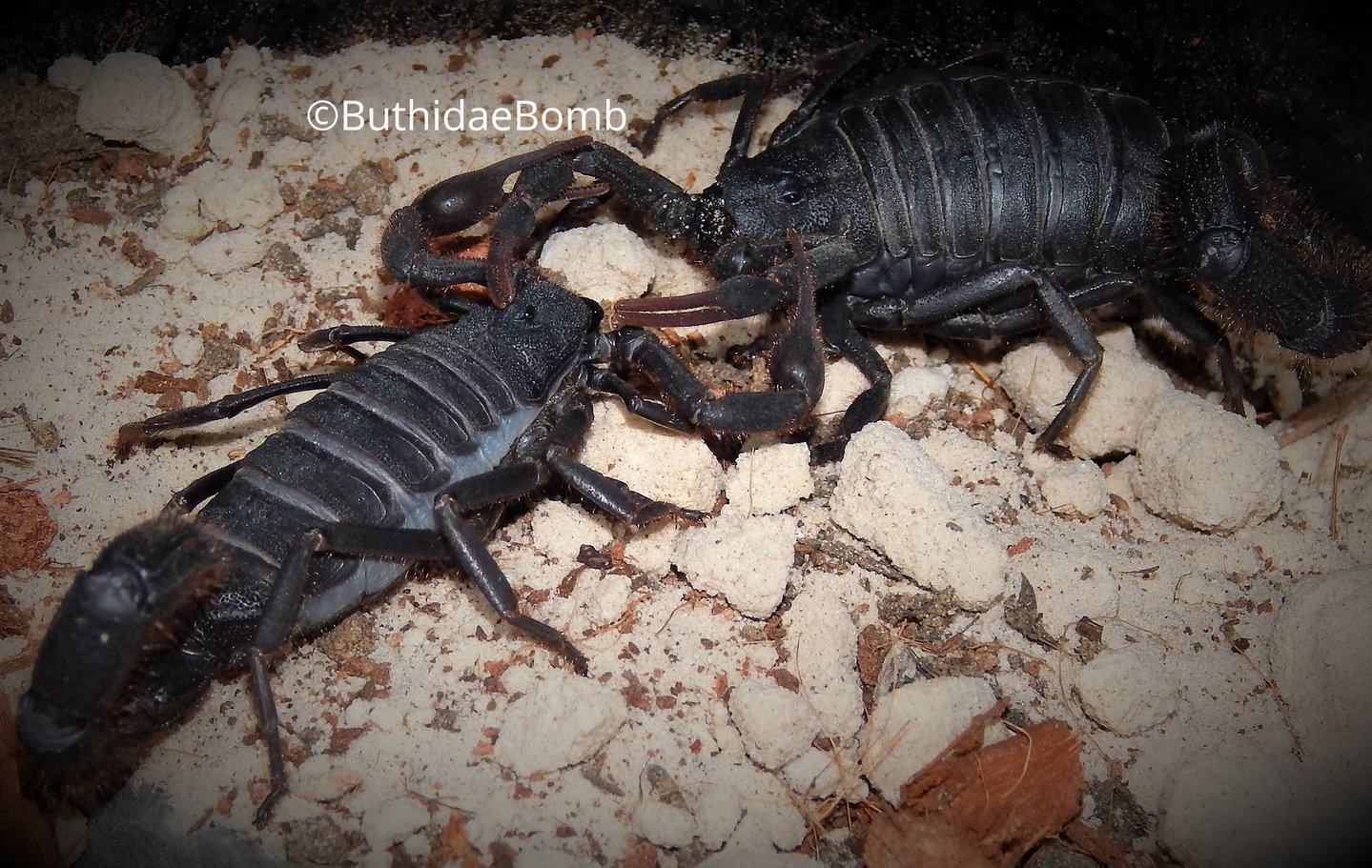 Parabuthus villosus - Mating