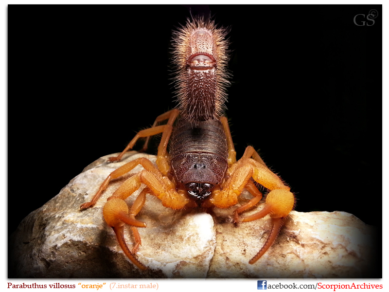 Parabuthus villosus &quot;oranje&quot;