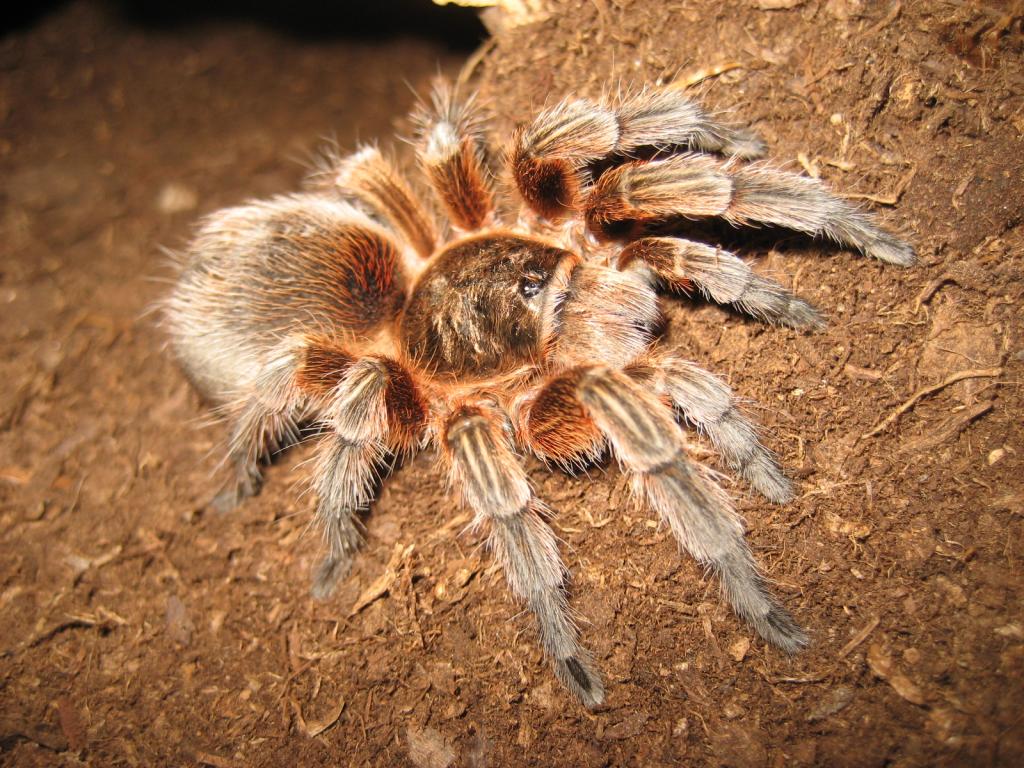 paraphysa scrofa