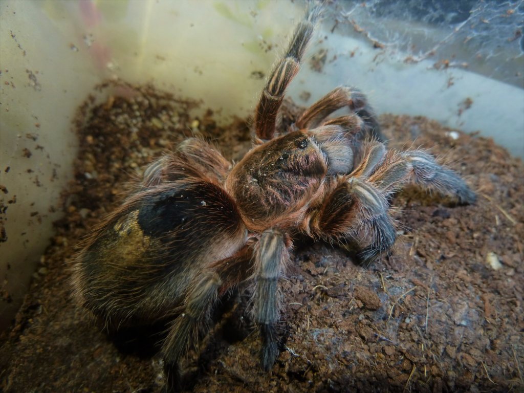 Paraphysa scrofa