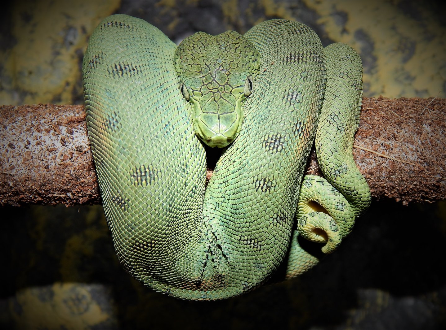 Patternless Pure Suriname Emerald