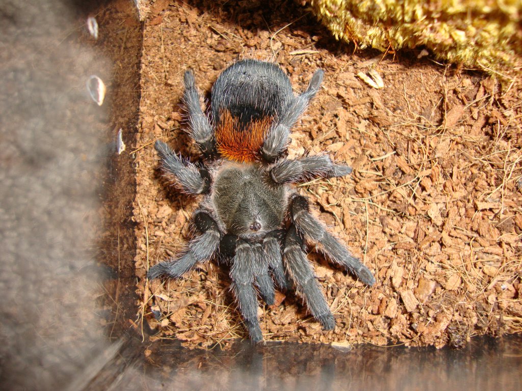 Peach Freshly Molted