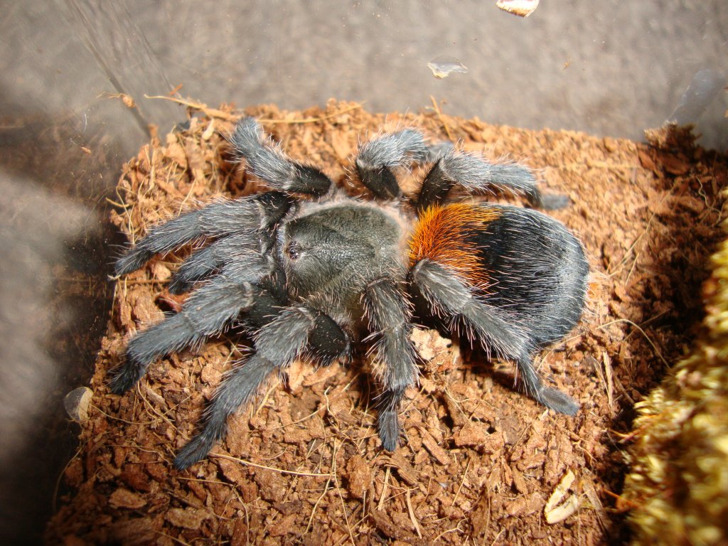 Peach Freshly Molted