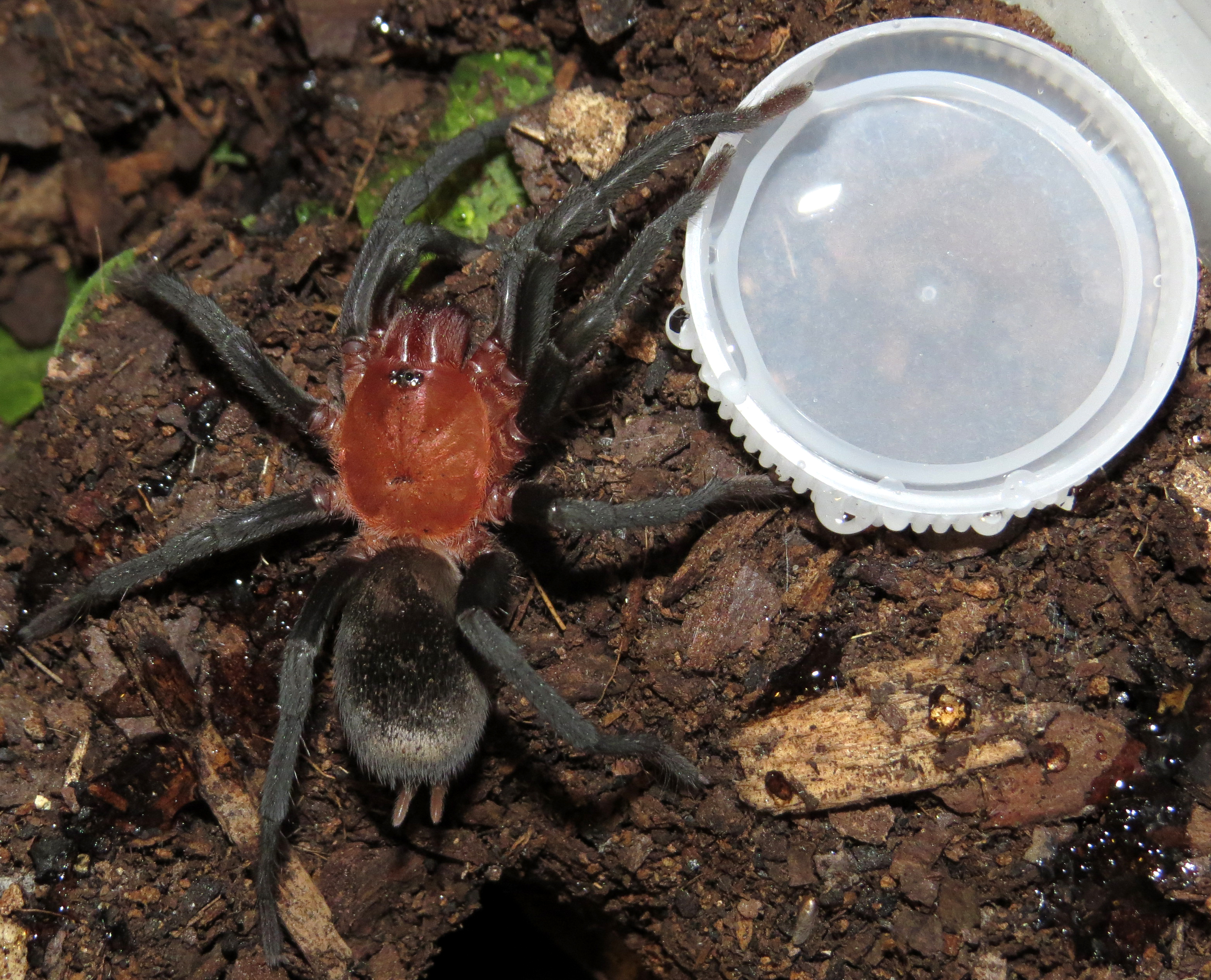 Pele 1, Water Dish 0 (♂ Bumba horrida 2.25")