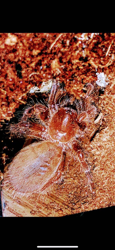 Pelinobius muticus Sling