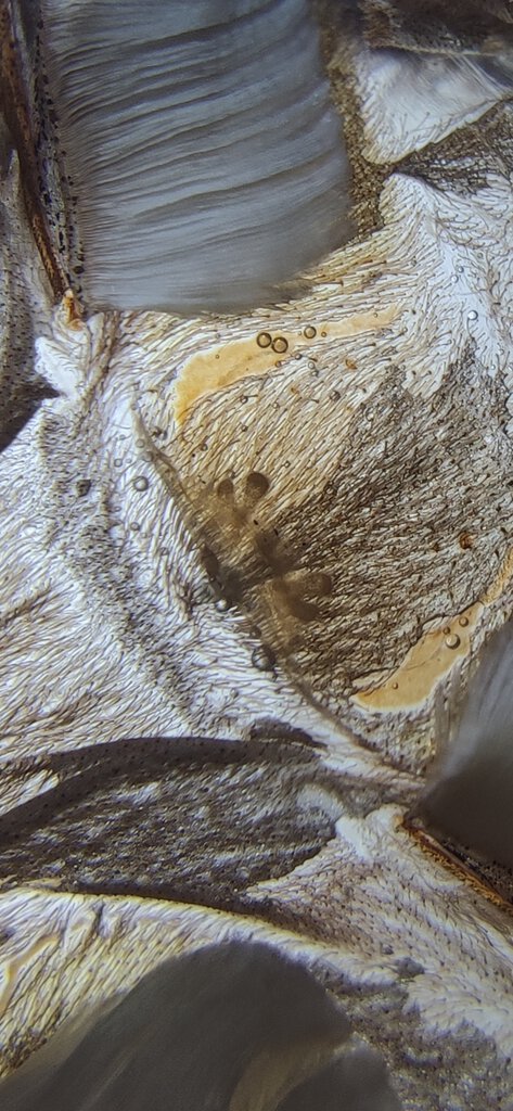 pelinobius muticus