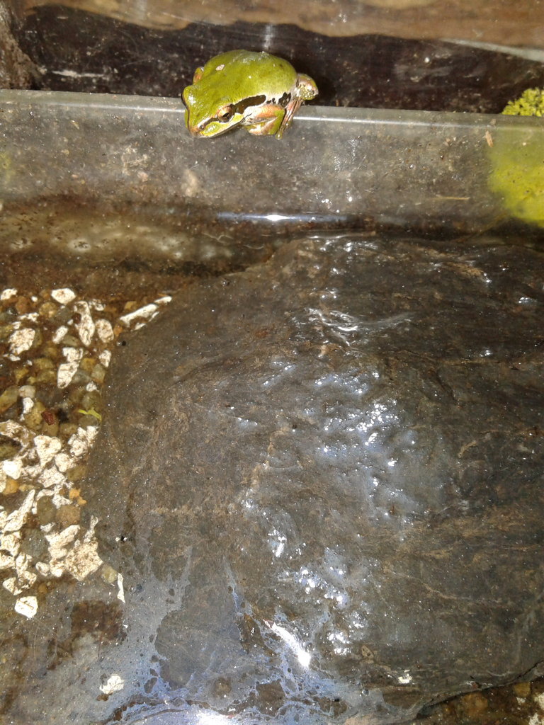 Penny the frog