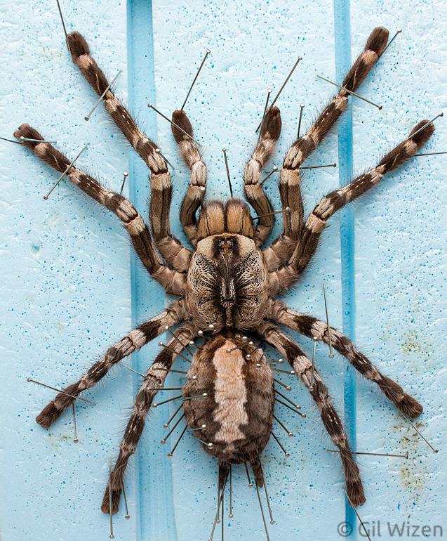 Peocilotheria regalis molt