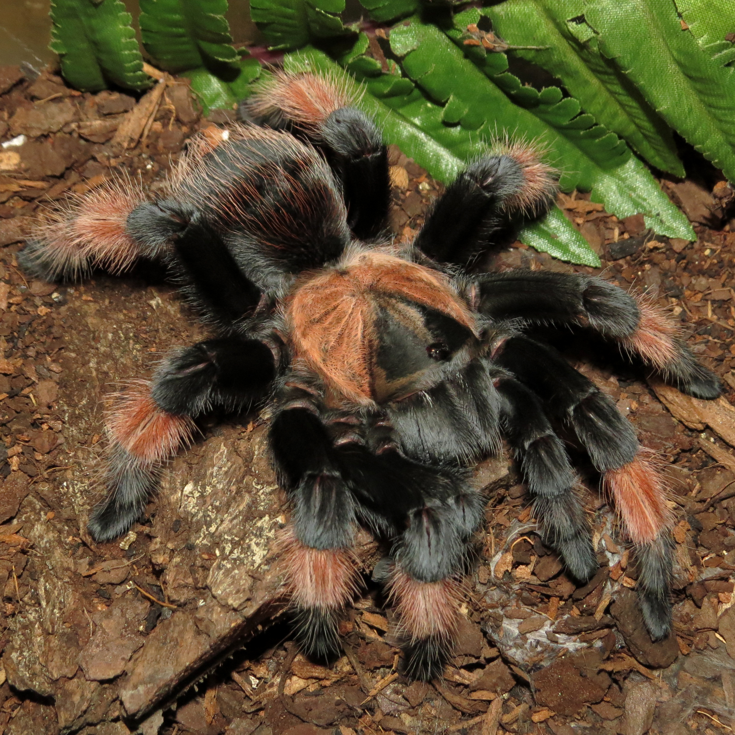 Petra (♀ Brachypelma emilia 4.5")