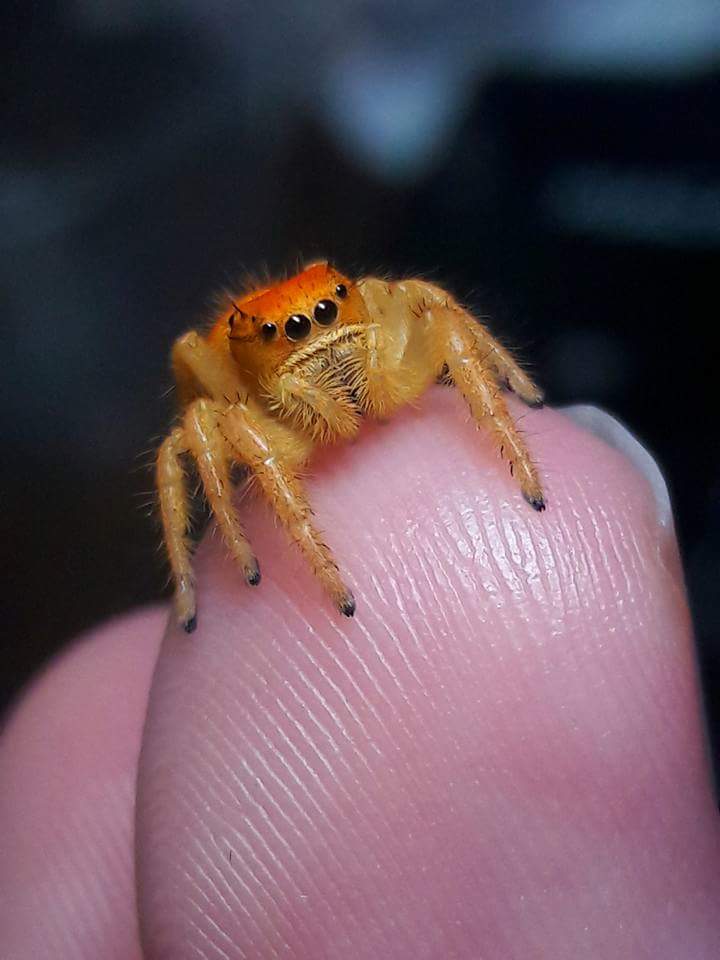 Phiddipus Californicus