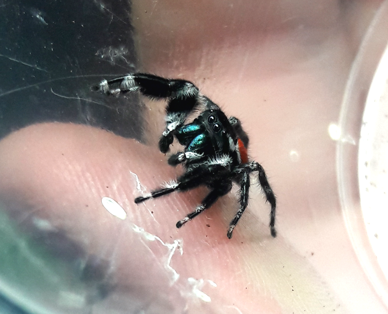 Phidippus carneus 'montivagus'