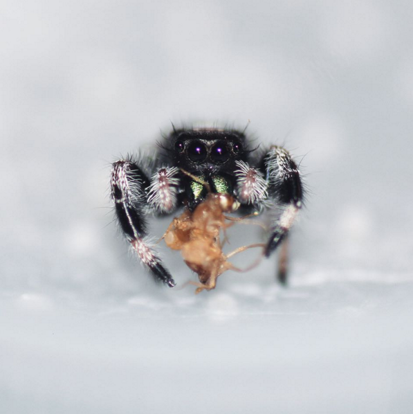 'Phidippus Regius'