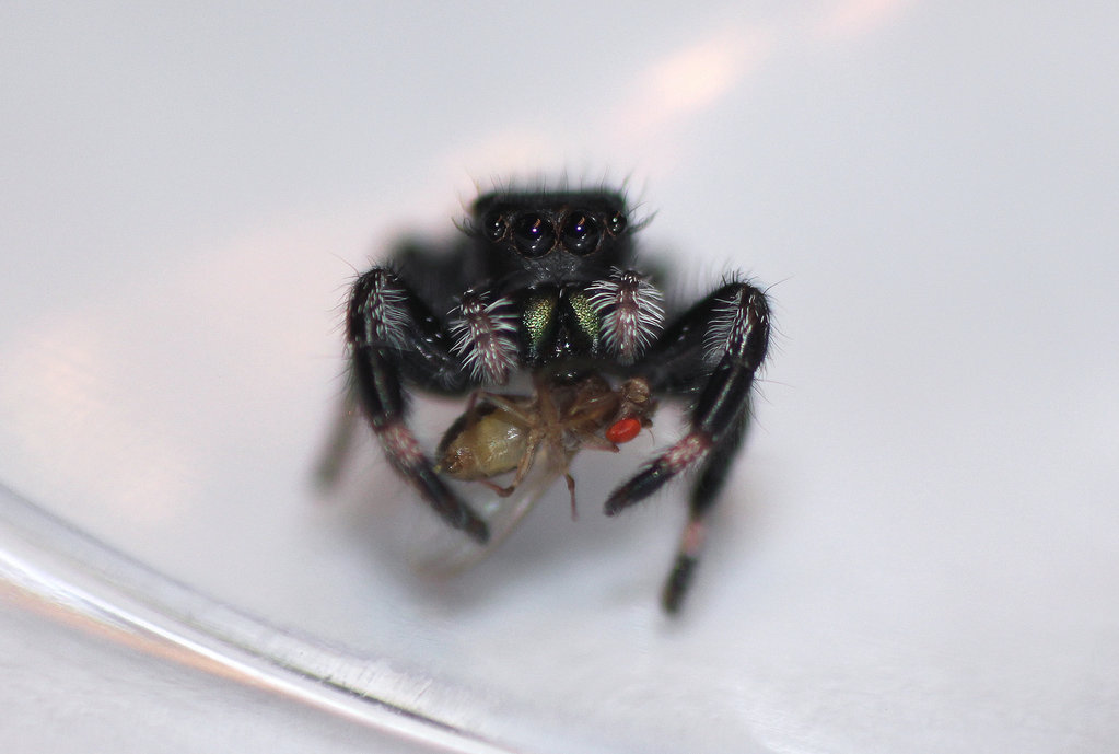 Phidippus regius