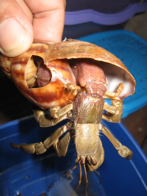 Phiippines (Indos) Land Hermit Crab