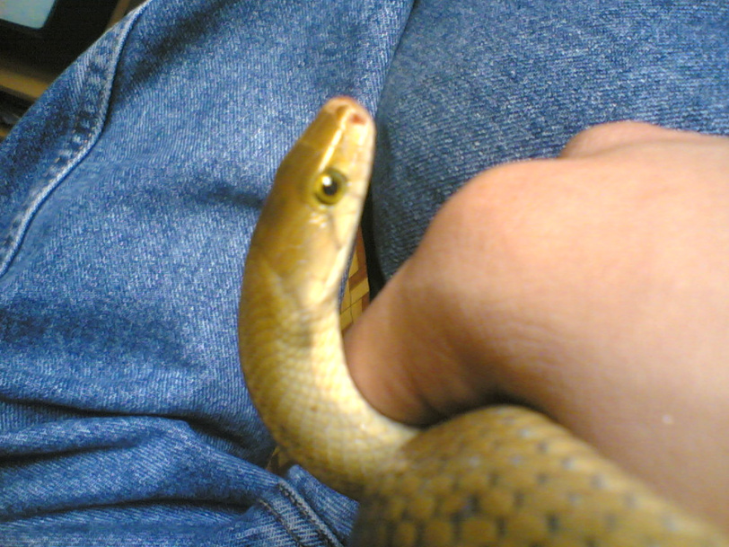 philippine brown rat snake