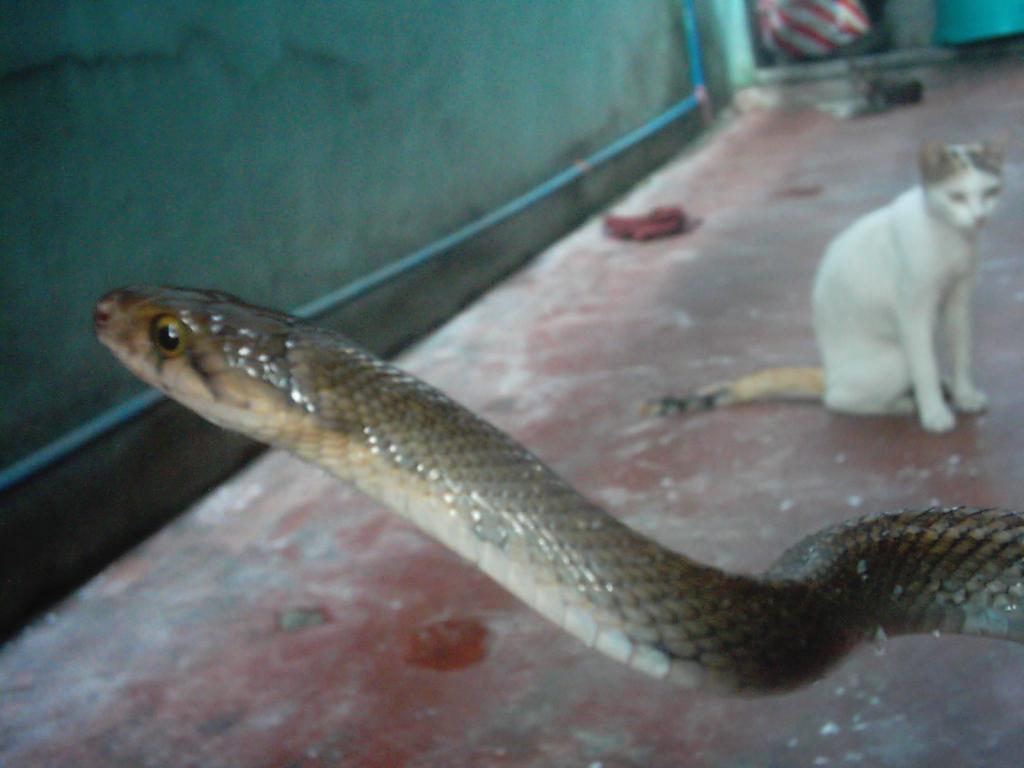 philippine brown rat snake