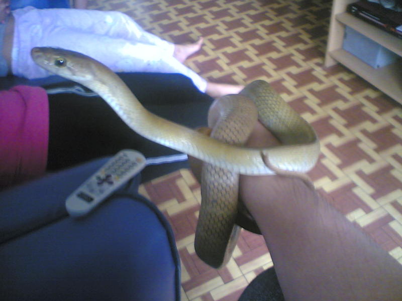 philippine brown rat snake