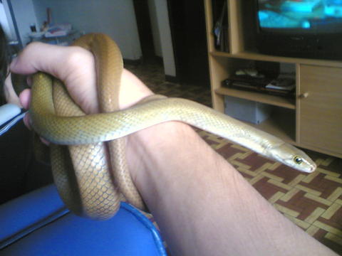 philippine brown rat snake