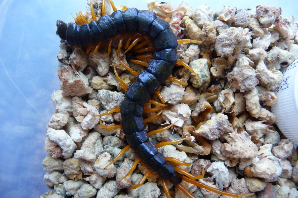 philippines yellow-leg centipede