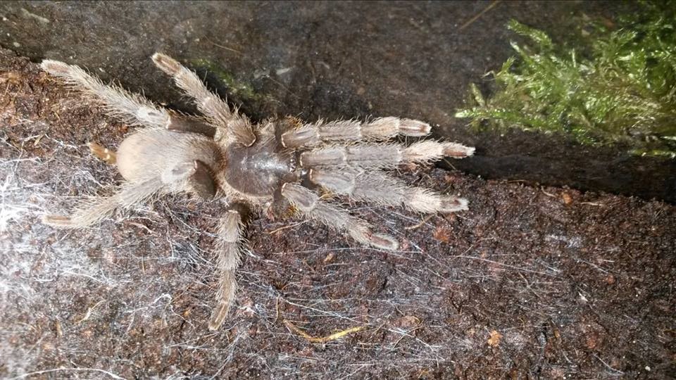 phlogiellus sp bengkulu