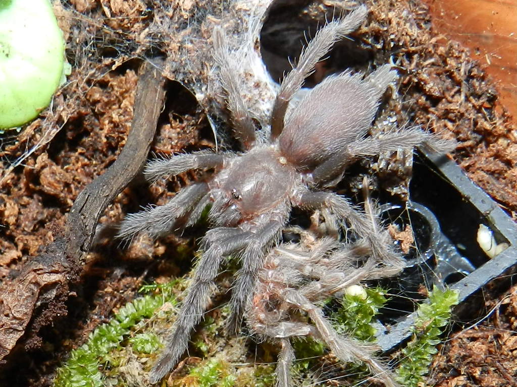 Phlogius hirsutus sling