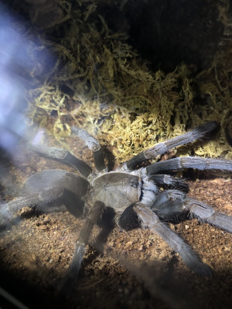 Phlogius Sp Black