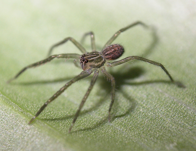 Phoneutria Boliviensis 