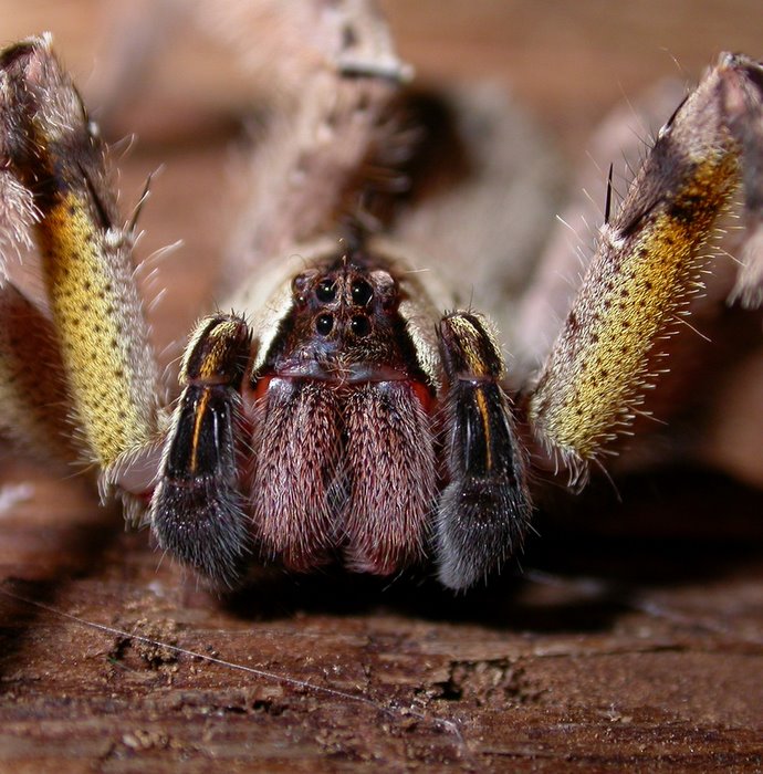 Phoneutria boliviensis