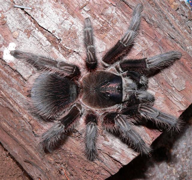 Phormictopus cancerides - Adult Female