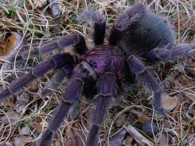 Phormictopus cancerides