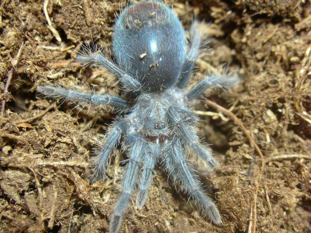 Phormictopus cancerides