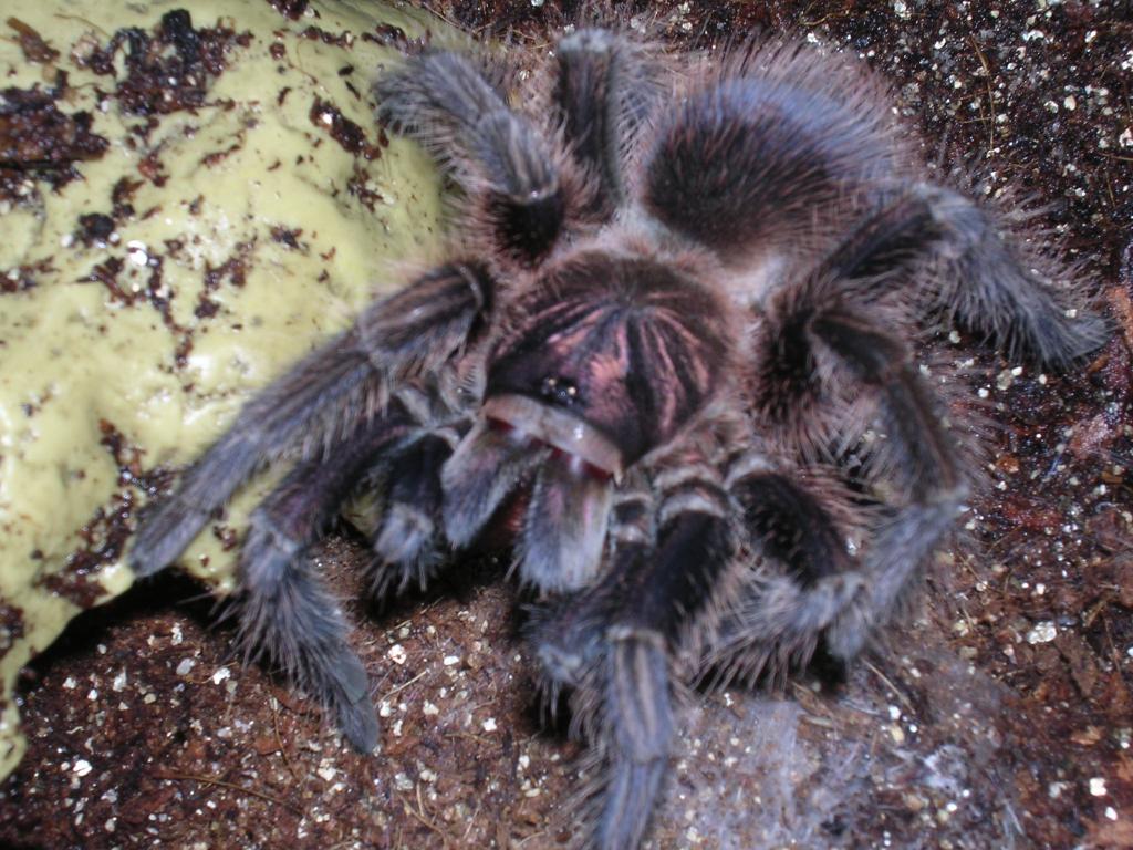 Phormictopus cancerides