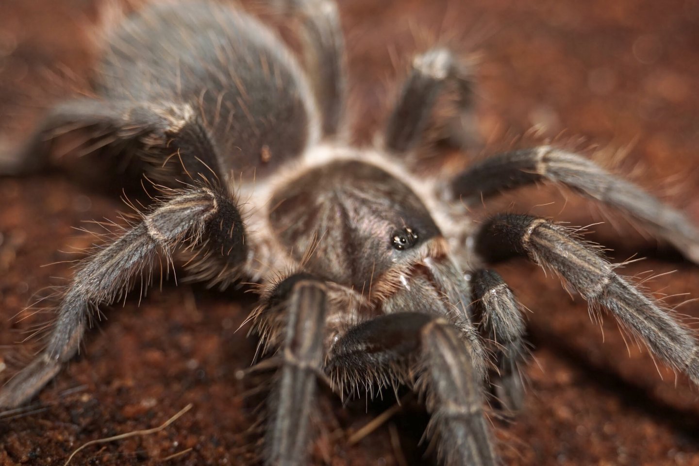 Phormictopus sp. ‘Gold Carapace’