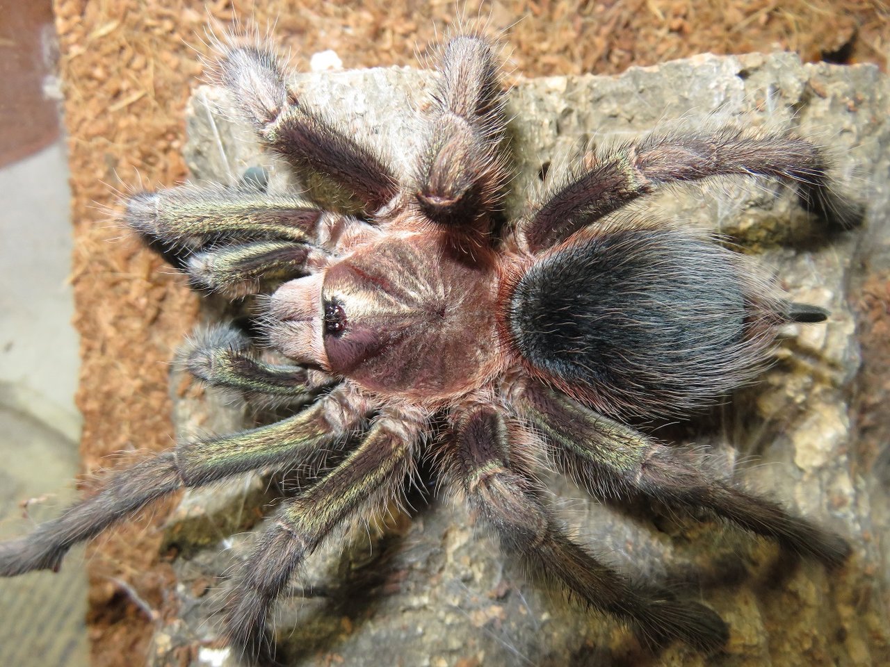 Phormictopus sp. "green"