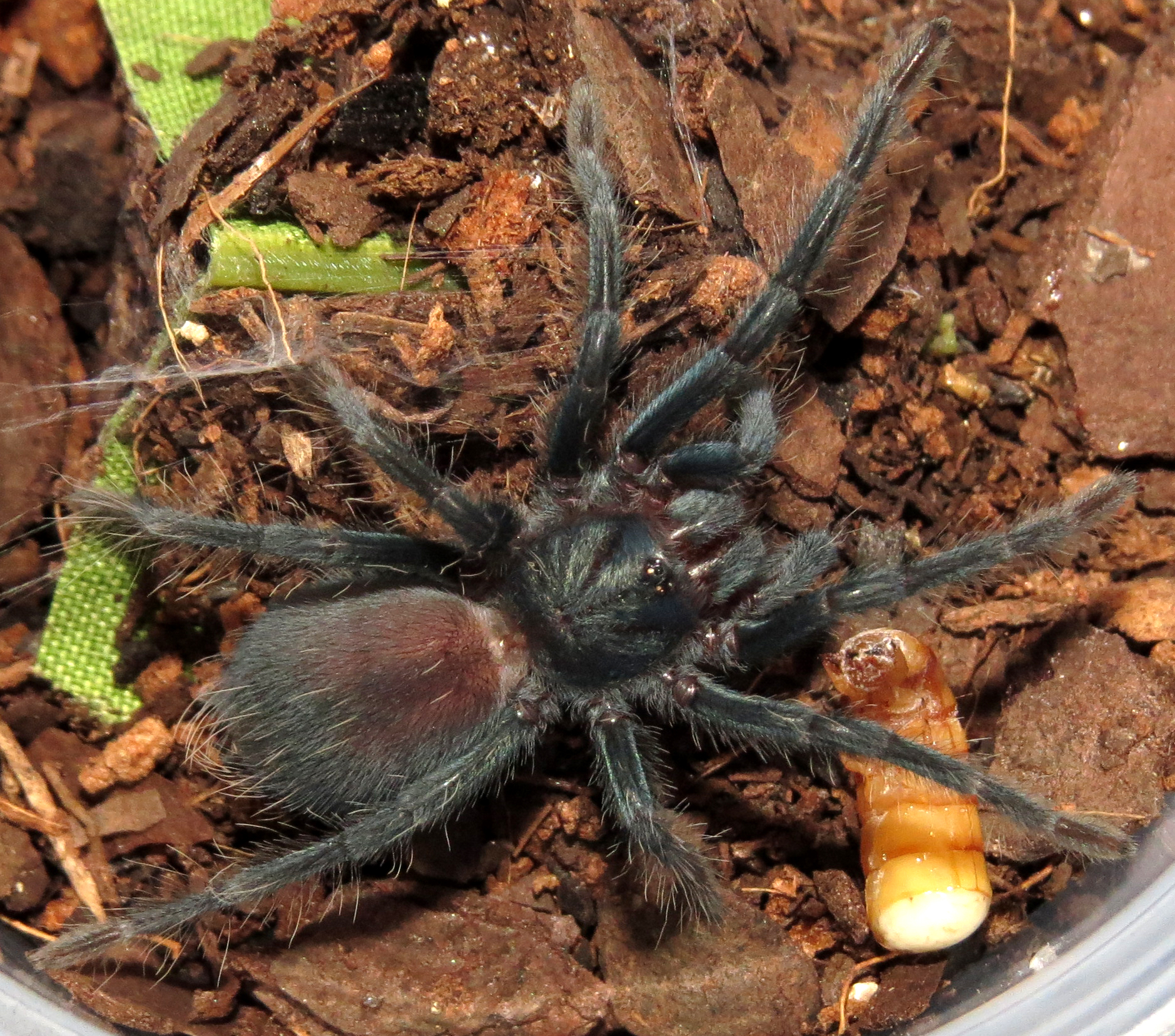 Phormictopus sp. "south Hispaniola" (♀ 1")