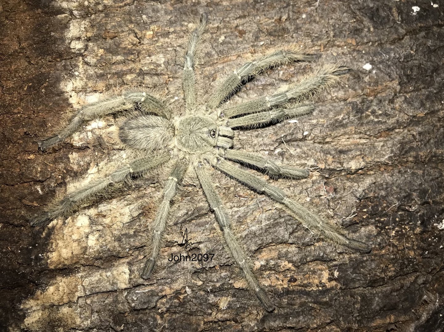 Phormigochilus carpenteri MM( Cyriopagopus Sulawesi black whatever you wanna call it)