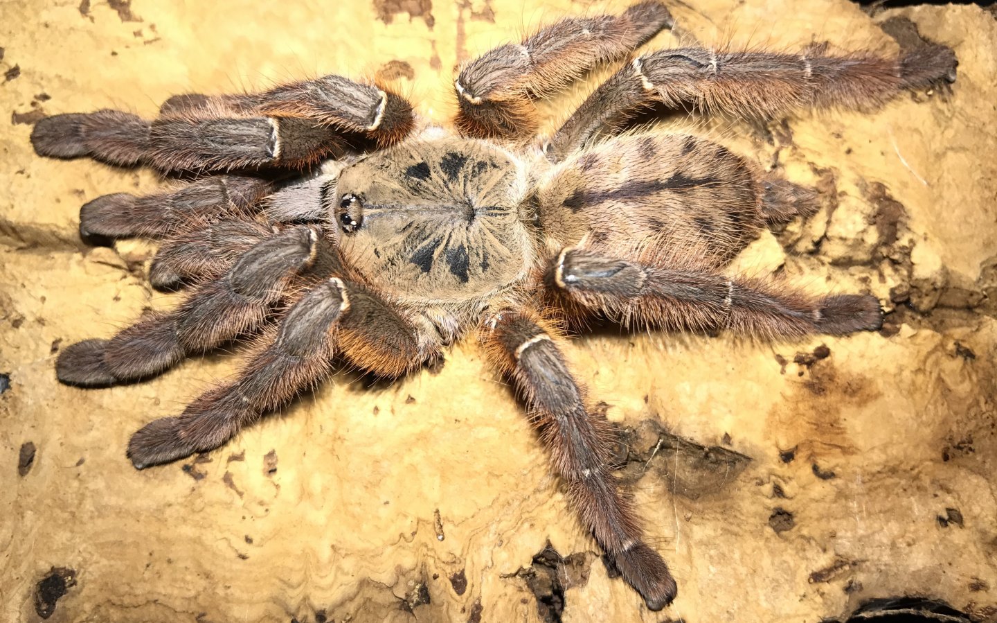 Phormigochilus rufus