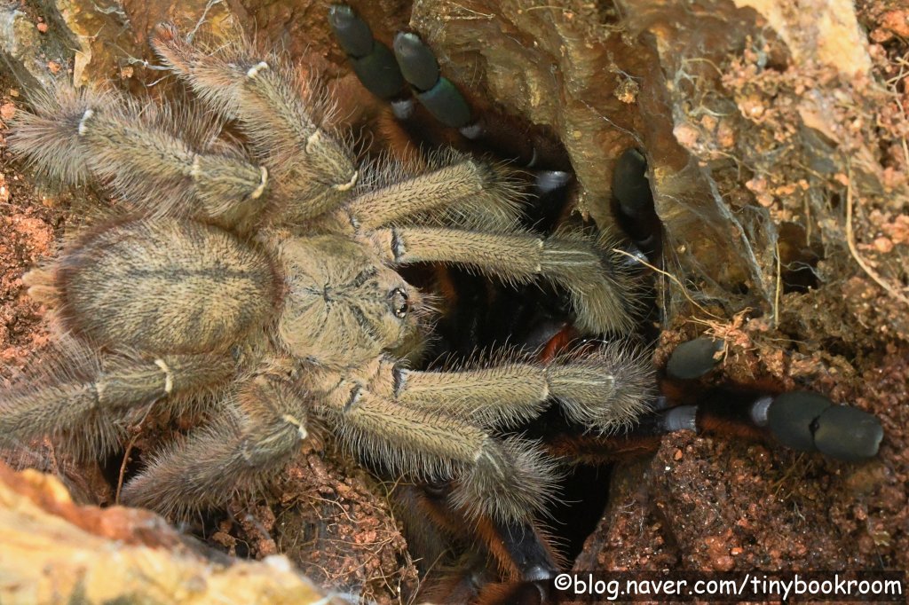 Phormingochilus sp. Rufus mating