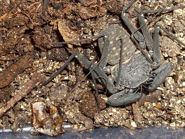 Phrynus sp. from Dominican Republic