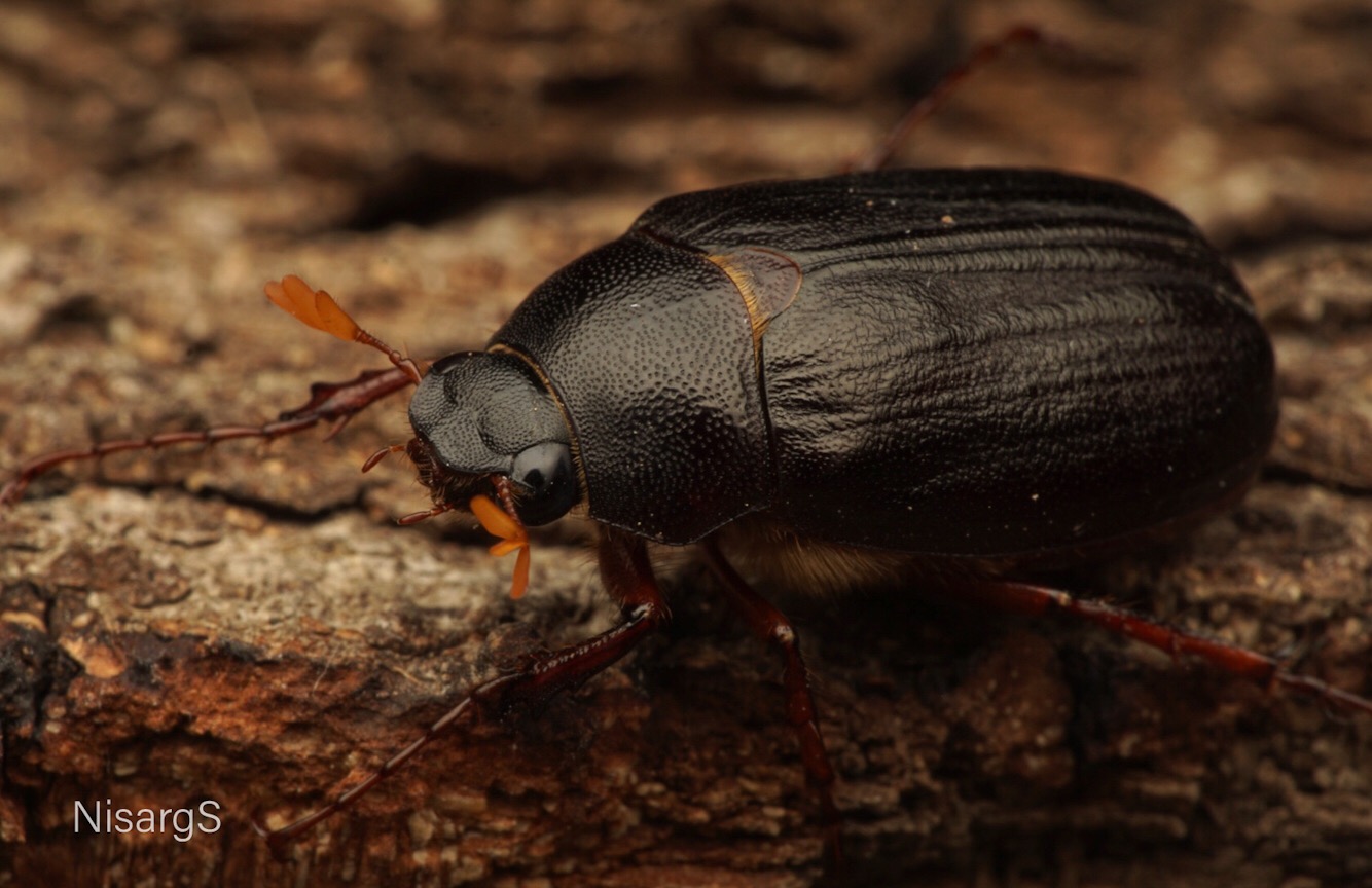 Phyllophaga sp.