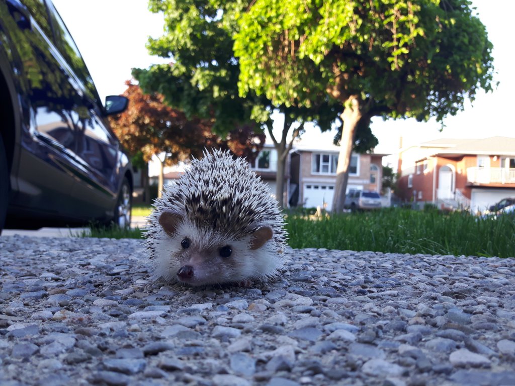 Pippin enjoying the weather